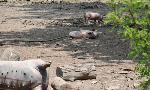 Farmeri u BiH blokirali cestu; traže isplatu potpora zbog loše godine i afričke svinjske kuge