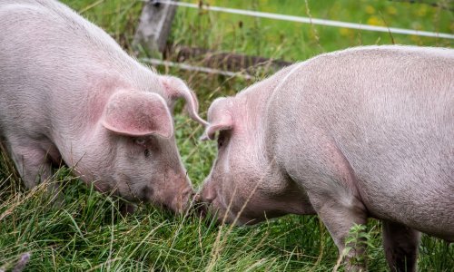 'Agroproteinka ne eutanazira svinje već provodi zbrinjavanje usmrćenih'