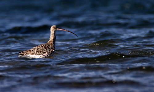 Znamo kakvo blago kriju naše rijeke i što bi ih moglo uništiti