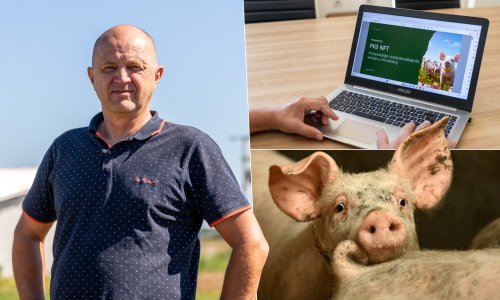 Budućnost proizvodnje hrane: Kako funkcionira ulaganje u kripto svinju?