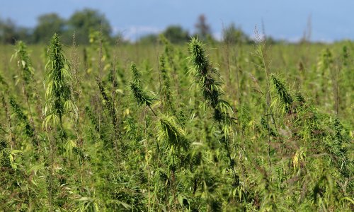 Diler na otoku imao plantažu konoplje i skoro kilogram amfetamina