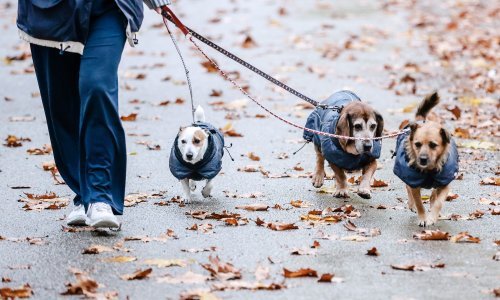 I psi i ljudi mogu oboljeti od demencije. Znanstvenici otkrili što pritom može pomoći