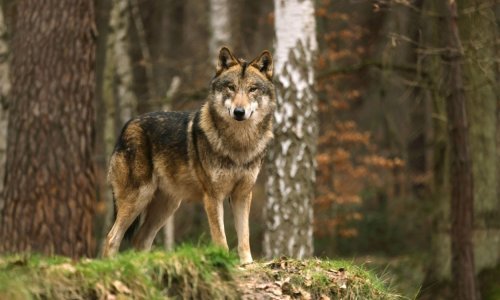 Švicarska dozvolila odstrel vukova nakon pritužbi farmera