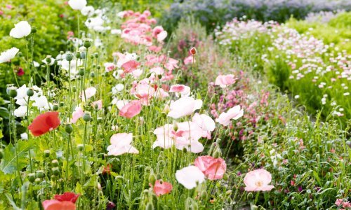 Izgleda tako dobro: Ovo je korov koji se isplati imati u vrtu