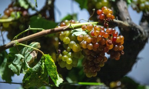 Kiše i bolesti loze zamalo potopile vinare, spas donijelo rujansko sunce