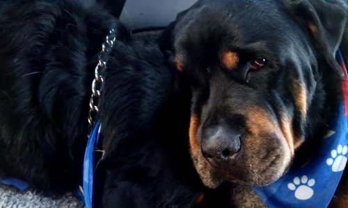 Rotvajler napao dijete i majku, vlasnik dobio optužnicu