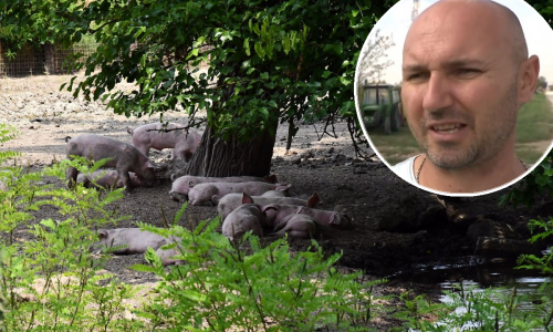 Nezadovoljstvo oko afričke svinjske kuge: Dali su mi pištolj, sam sam pobio svoje svinje