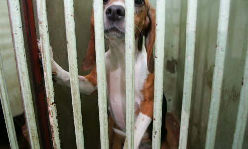 Prijatelji životinja: Veće zatvorske kazne mogu zaustaviti napuštanje životinja