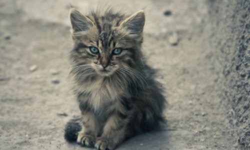 Za zlostavljanje mačke prijeti vam godina dana zatvora