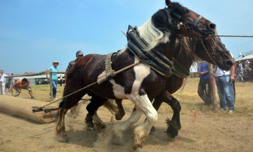 Udruga: Zabraniti natjecanja u povlačenju trupaca