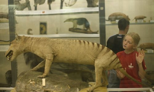 Znanstvenici prvi put izdvojili RNK izumrle životinjske vrste