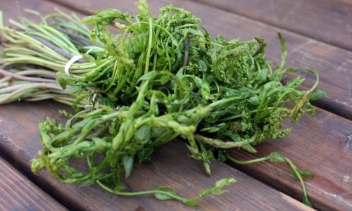 Volite šparoge? Morate probati i ovu biljku