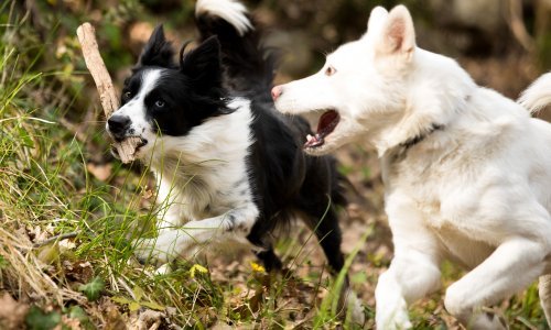 Prijatelji životinja: Danas nastupa apsolutna zastara u slučaju spolnog zlostavljača pasa