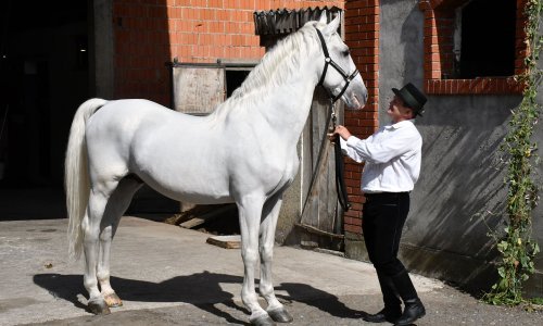 Ponovno se udružili uzgajivači lipicanaca: 'Vremena su teška, baviti se uzgojem je sve složenije'