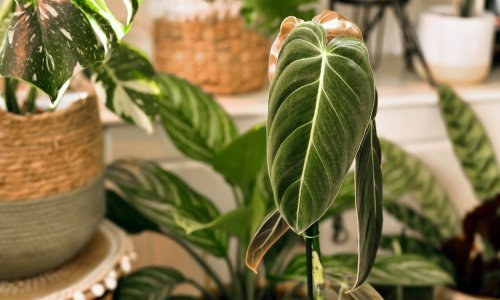 Jednim potezom transformirajte svoj interijer uz ove efektne sobne biljke