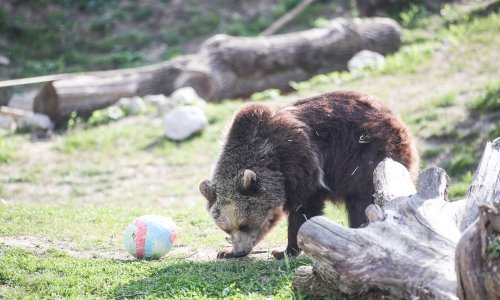 Kazneno prijavljeni lovci u čijem je prtljažniku pronađen mrtvi smeđi medvjed