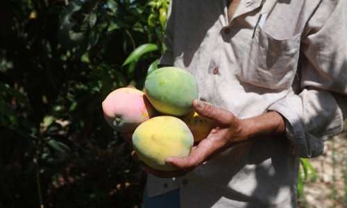 Talijanski poljoprivrednici okrenuli su se uzgoju manga