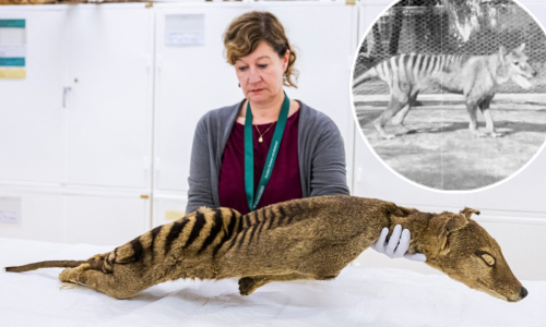 Revolucionarni uspjeh povećava izglede za oživljavanje izumrle životinjske vrste