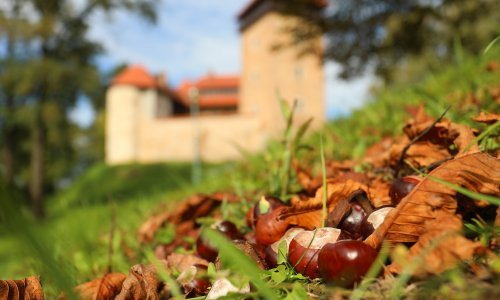 Planirate skupljati kestene? Budite oprezni, kazne su velike