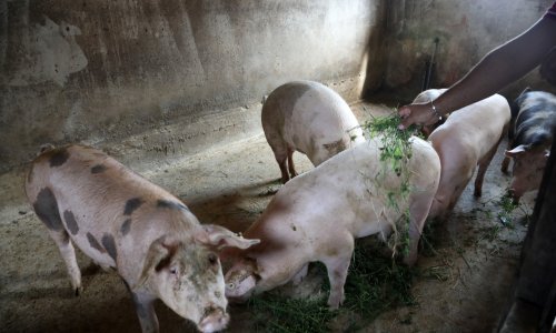 Odlazi li svinjogojstvo u prošlost? 'Imam malu penziju. Živio sam od prasaca'