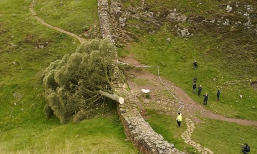 Šesnaestogodišnjak uhićen jer je posjekao jedno od najpoznatijih stabala na svijetu