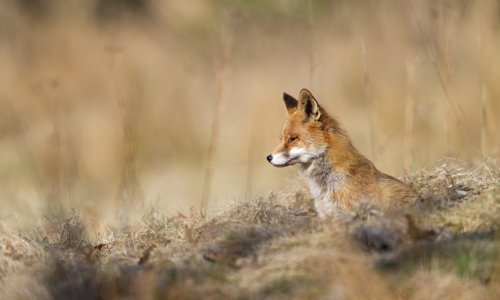 Veterinari: U Hrvatskoj nema bjesnoće, ali tako je bilo i s afričkom svinjskom kugom