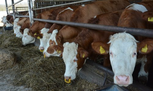 Prihodi hrvatskih mljekara u devet mjeseci manji za 14.723 eura