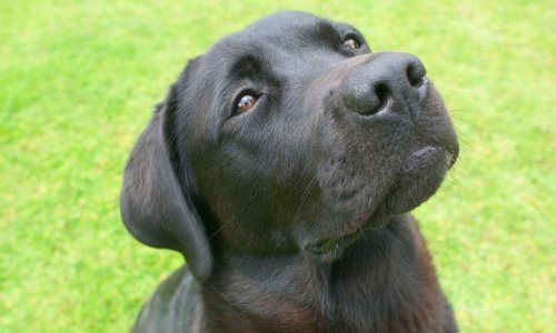 Koliko dobro razumijete svog psa? Otkriveno zašto psi drugačije komuniciraju