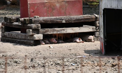 Pojavio se prvi slučaj: Afrička svinjska kuga i u Zadarskoj županiji