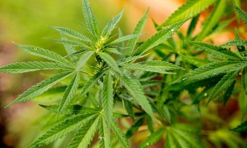 Pojeli slatkiše od kanabisa; 60 djece hospitalizirano na Jamajci