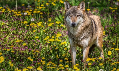 Vuk prošetao sinjskim naseljem, prolazio pored kuća