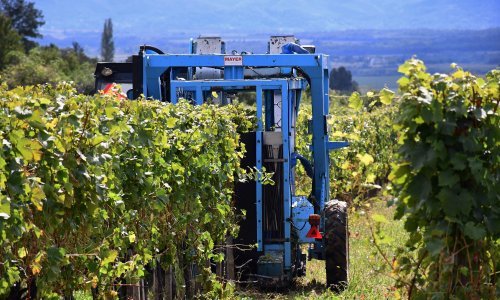 Europska komisija ove godine očekuje slabiju proizvodnju vina