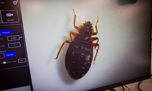 Europa se muči s ovim neugodnim nametnicima, a sada su stigli i u Split