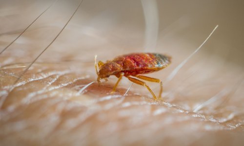 Stjenice uselile u riječki neboder, šire se po katovima: 'Kći su izgrizle dok je spavala'