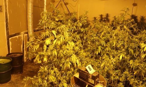 Policija kod Jaske našla laboratorij marihuane, 'poljoprivrednike' odala potrošnja struje