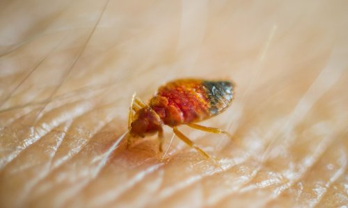 Slučajno otkriveno čega se stjenice zapravo boje: Evo što ih odmah tjera u bijeg