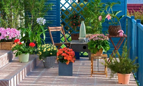 Sedam prekrasnih i nezahtjevnih biljaka koje cvatu cijele godine