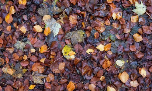 Evo kako iskoristiti otpalo lišće za bujan vrt na proljeće