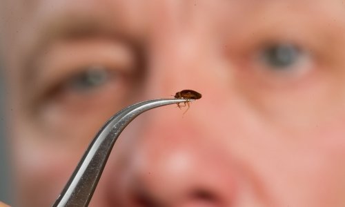 Sanitarna inženjerka pojasnila kako se riješiti stjenica