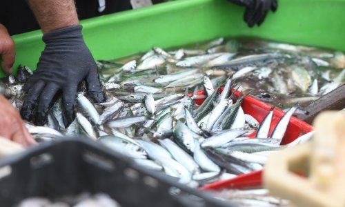 Eurozastupnici odobrili nova pravila EU-a za kontrolu ribarstva