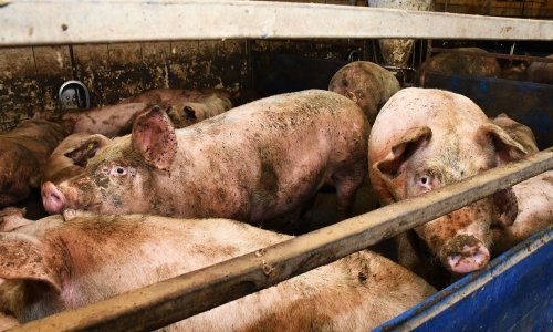 Eutanazirano 259 svinja zbog kuge u Mrzoviću