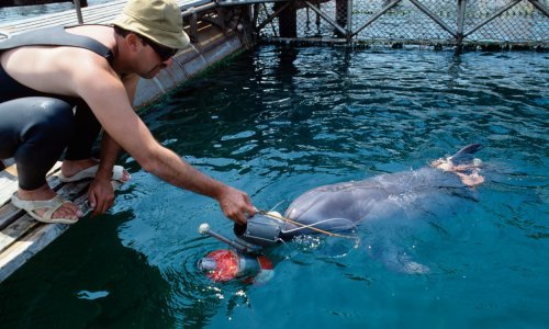 Ruska mornarica u borbu gurnula dupine. Evo što će činiti protiv ukrajinskih diverzanata