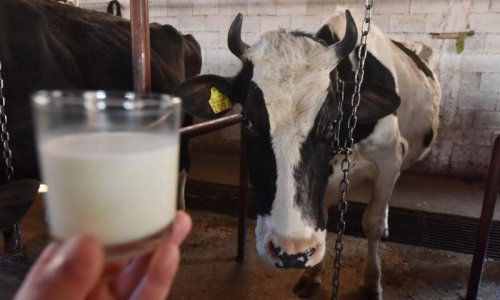 Doznali smo zašto su s mlijeka nestale oznake podrijetla i tko zarađuje na tome