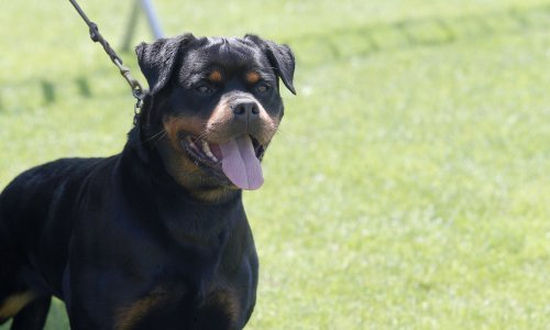 Rotvajler pao s trećeg kata na trudnicu i teško ju ozlijedio