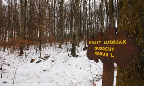U Vukovaru goleme štete na šumama: 'Kao da se poigrala neka nadnaravna sila'