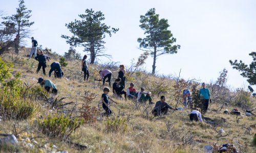 Boranka prerasla u najveću europsku volontersku akciju pošumljavanja požarišta