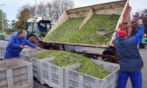 Agrolaguna u navodnjavanje maslinika uložila 902 tisuće eura