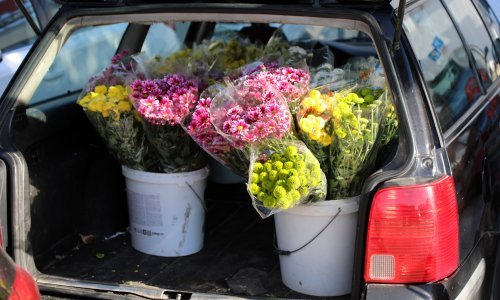 Cvijeće za Sve svete skuplje čak 30 posto! Evo zašto