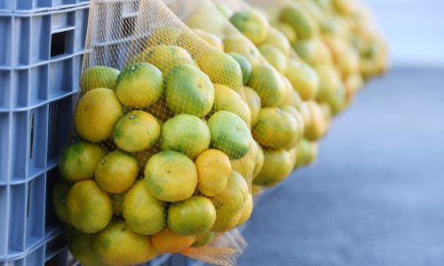 Srbija uništila mandarine iz Hrvatske