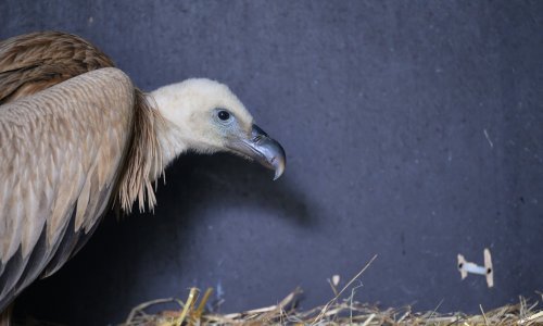 Bjeloglavi sup zalutao u Zagreb, jedva su ga ulovili, sada se oporavlja